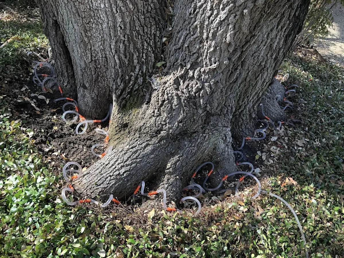 Detailed Tree Cabling and Bracing job site in Dillon