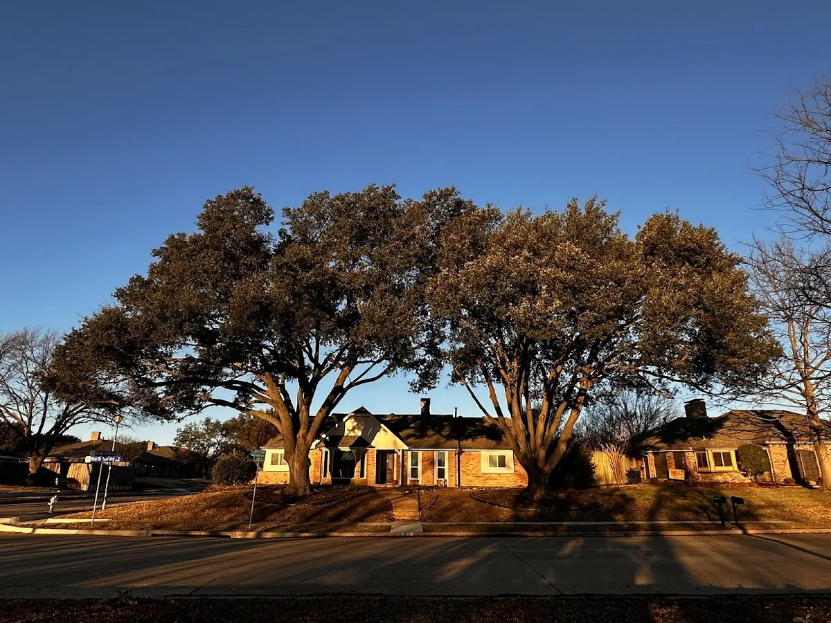 Established residential canopy tree shading a home in Dillon