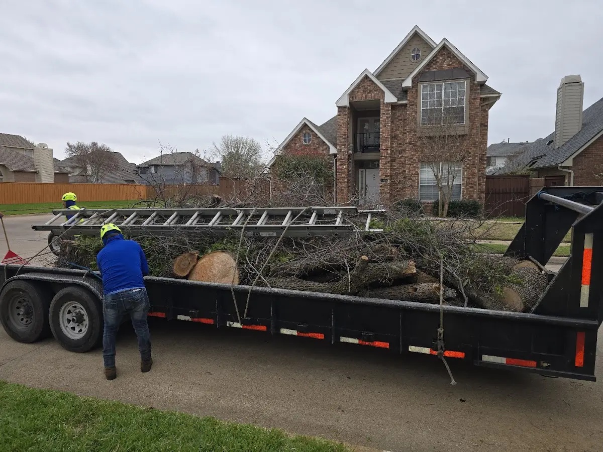 Expert Tree Removal with proper safety equipment in Dillon